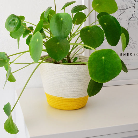 Planter Basket - Yellow Block