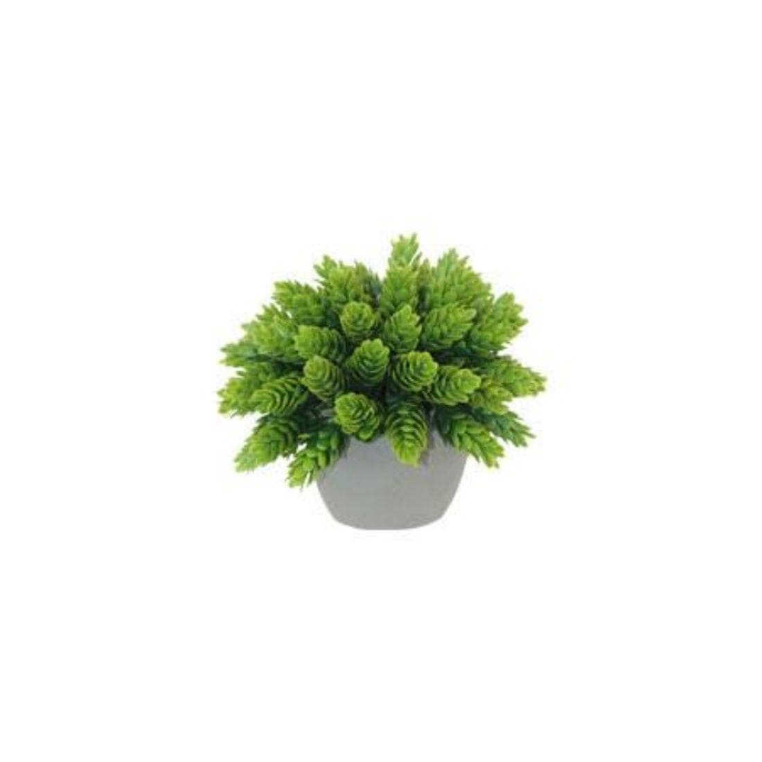 Potted Pine Bush (14 cm)