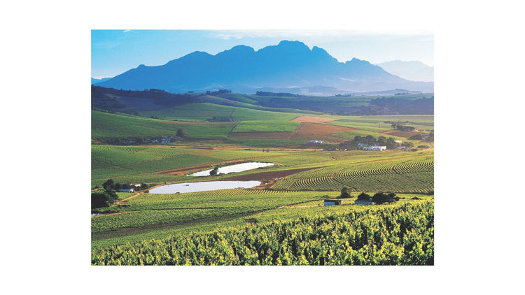 Wine Region, Stellenbosch South Africa