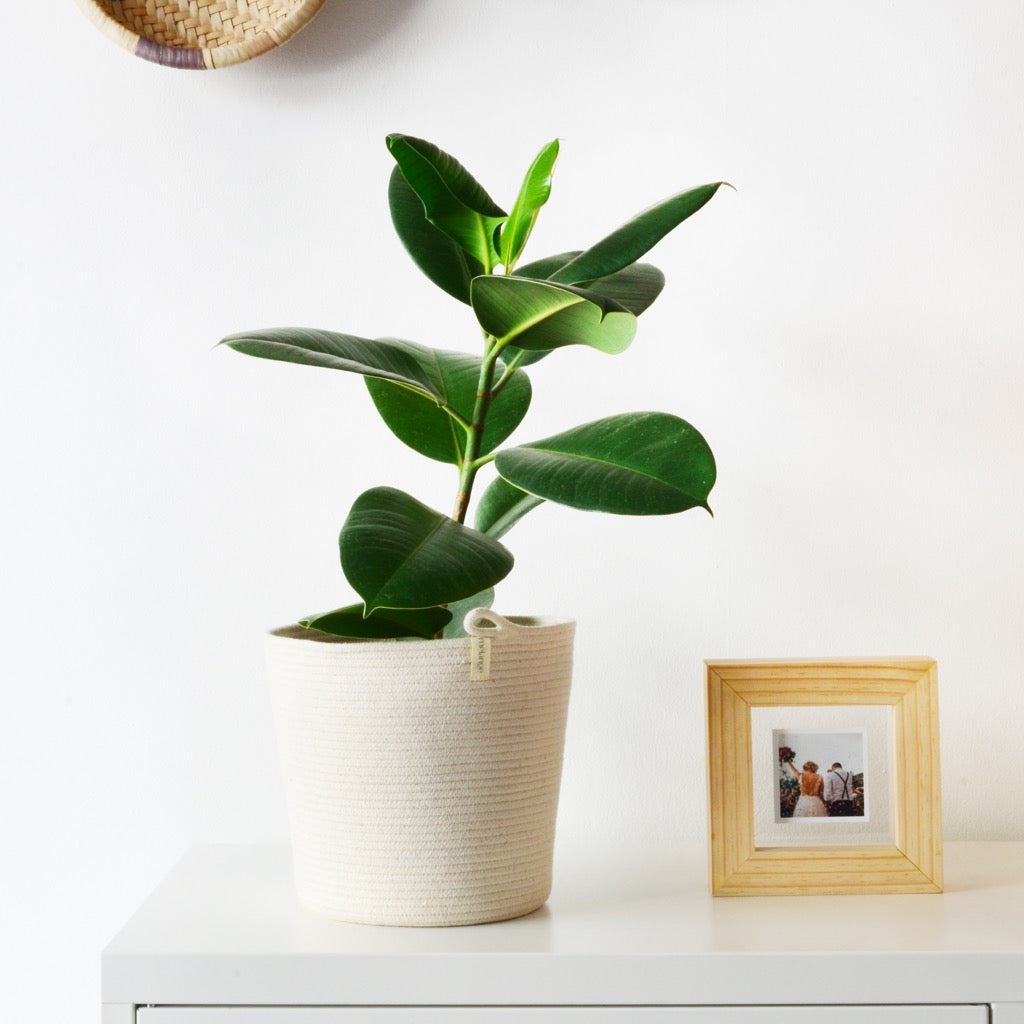 Planter Basket - Ivory