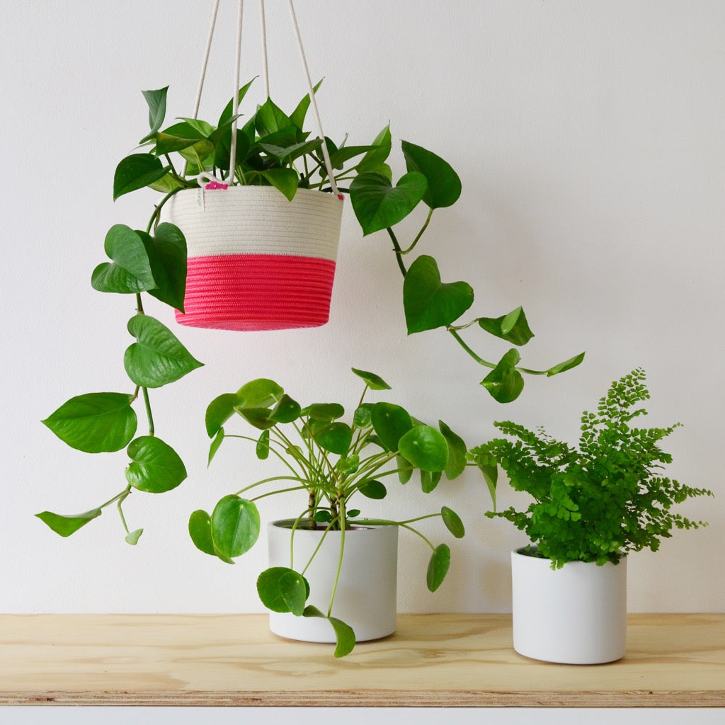 Hanging Planter - Flamingo Pink Only