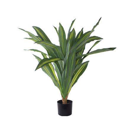 Dragon Plant In Pot (80 cm)