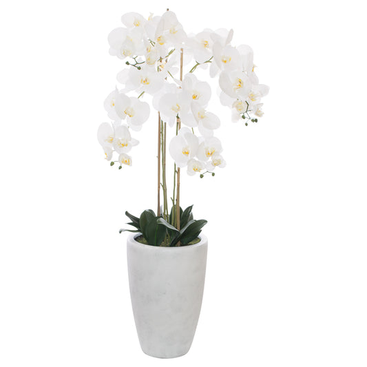 White Orchid In Pot (125 cm)