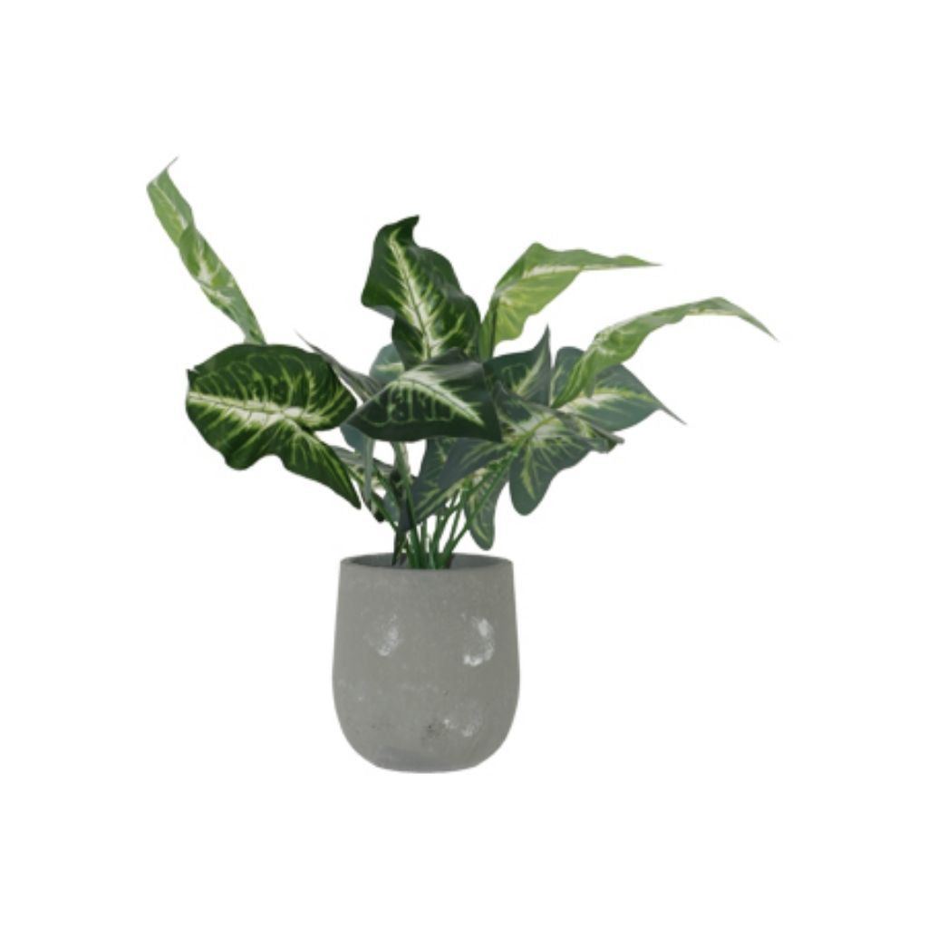 Evergreen Potted Plant