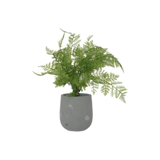 Fern Potted pPlant